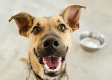 Innovations in Canine Communication: Understanding Dog Language