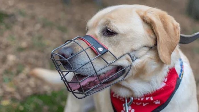 How to Muzzle Train a Dog: A Step-by-Step Guide