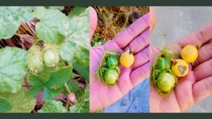 passion fruit in tagalog