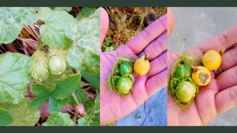 passion fruit in tagalog
